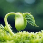 diseño web