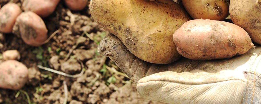 Campo y ecommerce